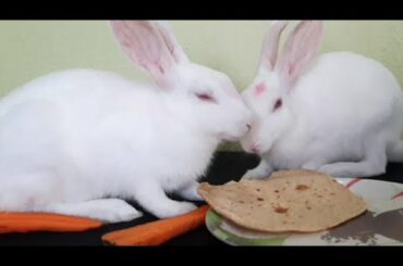 The cutest baby bunny eating compilation EVER!