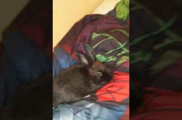 Cute bunnies