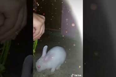 Cute rabbit