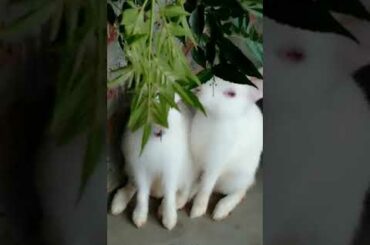 Cute Rabbit🐇🐇😍