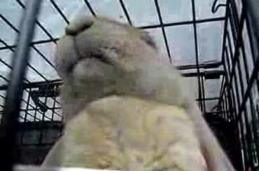 Cute FUNNY Rabbit: munch munch munch!!