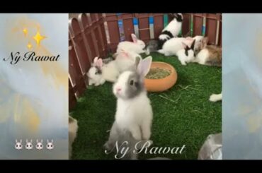 The rabbits I raise are really cute and adorable.😍😍