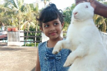 Cute animal Rabbits as pet video😍😍❤️