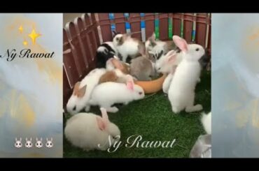 Rabbits are really smart and cute.😍😍