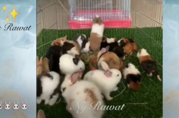Raising and feeding rabbits, long-haired rabbits🐰🐰
