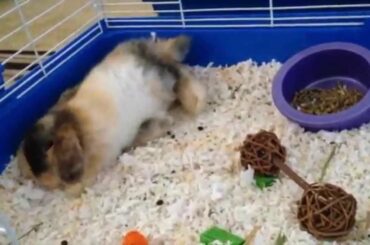 "Bunny Flop" - Bao, Our New Baby Holland Lop