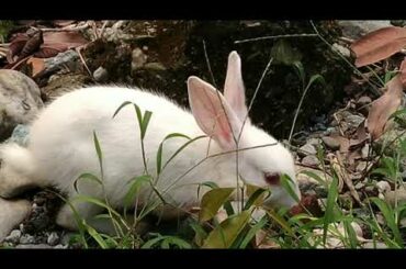 Funny and Cute Baby Bunny Rabbit Eating Grass || Bunny The Super Star ||