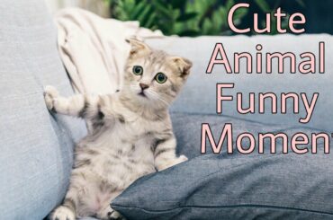 Baby Bunny - Cute Cat Funny Moment