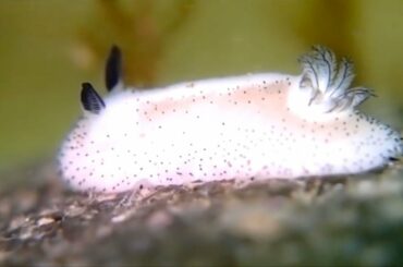 These Strange Slugs are the Bunnies of the Sea