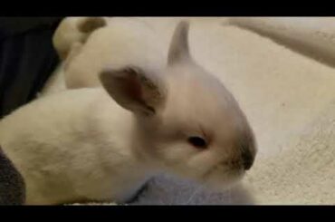 Baby bunnies