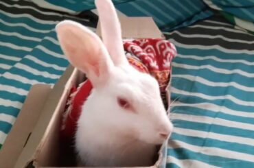 Baby bunny got stuck in the box.