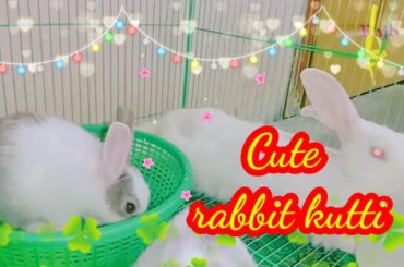 Cute funny bunny rabbit ✨baby rabbits ✨Tamil song bgm✨vaaya moodi summa iruda song bgm✨ animal lover