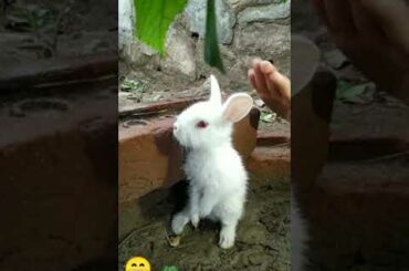 A Small baby rabbit 🐇🐇