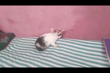 Bunny baby