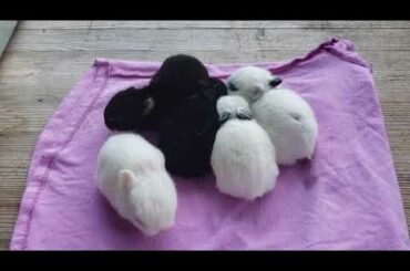 How big will these baby Netherland Dwarf rabbits get?