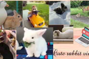 Cute rabbit video