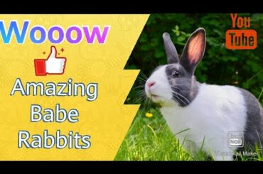 Cute baby rabbits| Animals world