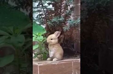 Cute Baby Bunny
