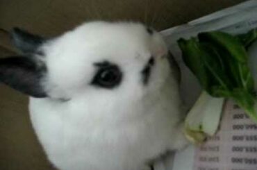 Kawaii Bunny With Mustache~~~