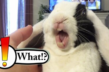 Rabbit learns he is adopted - BEHIND THE SCENES!