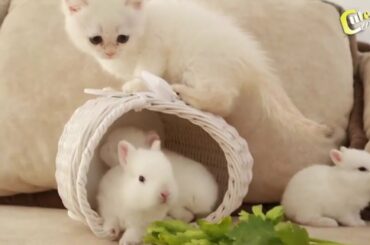 #cutiepie #kitten #bunny It's so cute❤☺White🐈kitten&bunnies🐰🐰😍