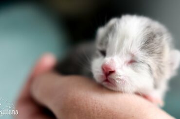 LIVE: Mavis and her newborn kittens!