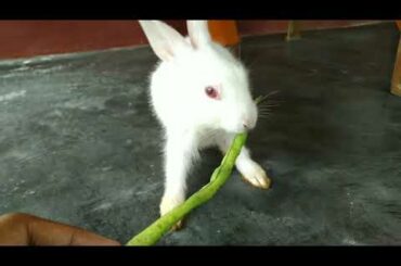 Bunny eating । Bunny The Super Star ।
