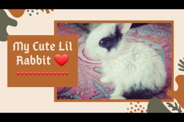 Baby Rabbit eating and playing #cute baby playing with rabbit ❤❤