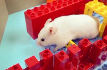 Cute little rabbit playing | Baby Animals |
