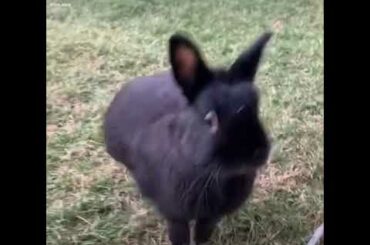Cute bunny baby