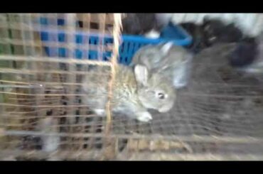 Mom - YinYang (Black&White) # Baby rabbit age 21 days