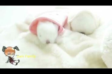 Baby bunny compilation 2020/cute baby bunny/little baby bunny/Sam Family