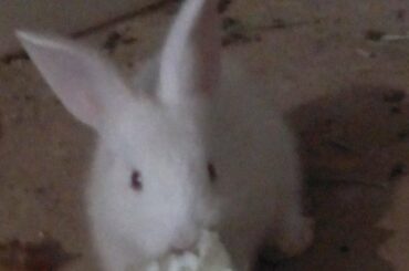 Beautiful Baby Rabbits 🐇🐇ارانب صغيرة جميلة 🐇🐇🐇
