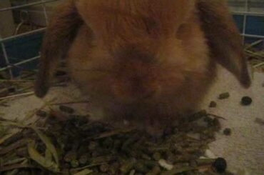 Day in the Life of a  Baby Bunny