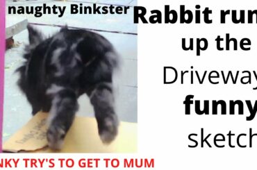 rabbit runs up drive, then poo's all over Karen's Bed!!!
