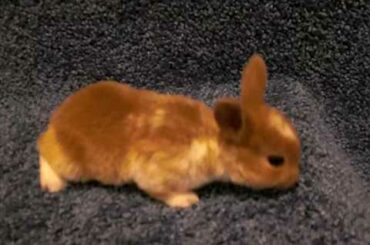 Broken Sunset's Litter ~ 3 Weeks Old ~ Baby Mini Rex Bunnies