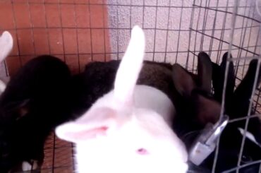 Cute little baby bunnies chinchila mother