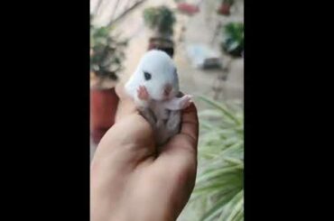 🐰 Cute Baby Rabbit - Bunny | Cute Baby Animals Video Cute TV !