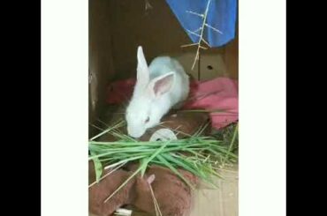 Cute little baby bunny eating grass 😘😍😍
