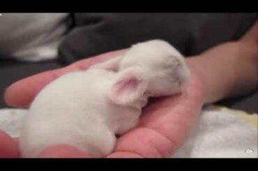 cute Baby Bunnies Snuggle and Sleep