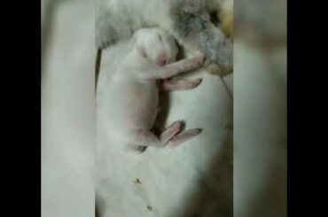 Baby rabbit... Day 3 #2