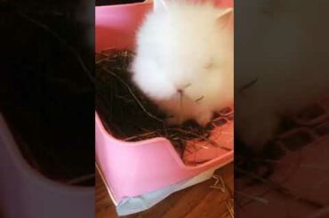 Lionhead bunny sooo cute 猫猫兔🐰🐰