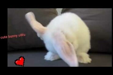 Cute Bunny Washes his Face😍