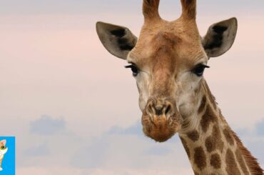 Amazing Baby Animals Compilation | Giraffe | Dog | Cat | Rabbit | #26