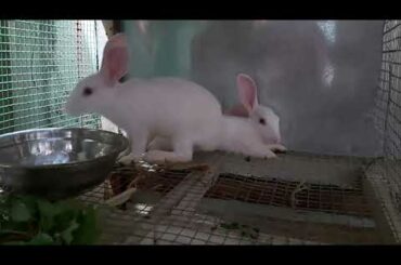Freeda's friends Tom and Jerry  cute Rabbits