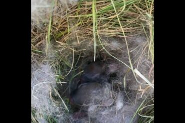 Wild Rabbit Nest Baby Bunnies - Day2