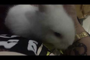 Isdain Nyo Ako dito sa Cute Kong Baby Rabbit 🐇💕