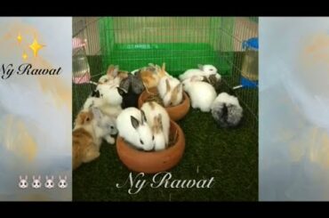 Rabbits What is a female rabbit called video 2020