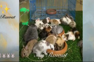 Do rabbits recognize their owners Videos 2020