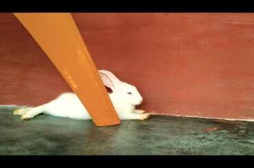 Cute Bunny Rabbit Resting । Bunny The Super Star ।